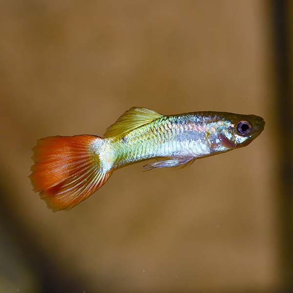 Lum Tyron Guppy, Male